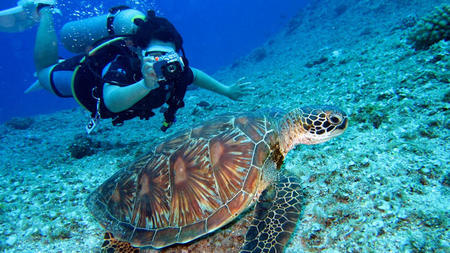 From Reefs to Wrecks: Beautiful Scuba Diving Spots Around the World