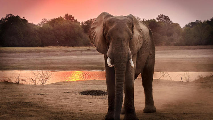 Sustainable Wildlife Travel: Vikki Nicolai Discusses How to Connect with Nature Responsibly