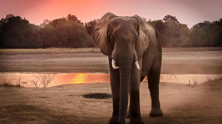 Sustainable Wildlife Travel: Vikki Nicolai Discusses How to Connect with Nature Responsibly