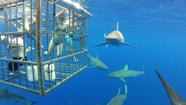 A Beginner's Guide to Shark Cage Diving