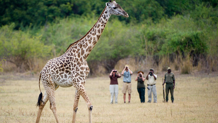 Soar, Stroll, and Swim Through Africa This Year