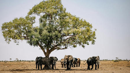 A Complete Guide to Experiencing a Zimbabwe Safari
