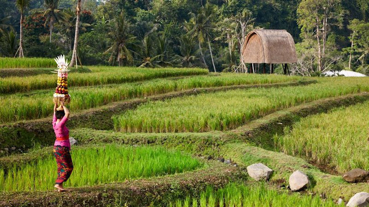3 Summer Experiences to Dive into the Balinese Culture 