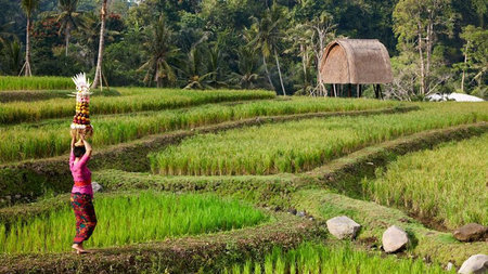 3 Summer Experiences to Dive into the Balinese Culture 