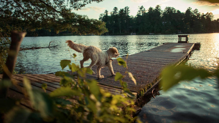 5 Stays Where Pets Are Treated Like Guests, Not Tagalongs