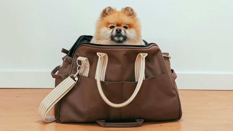 How To Travel With Pets