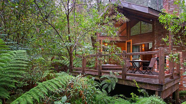 Sleeping in the Rainforest: Eco-Lodges You’ll Love for Wildlife & Nature