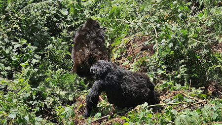 Gorilla Habituation Experience in Rushaga Sector, Bwindi National Park
