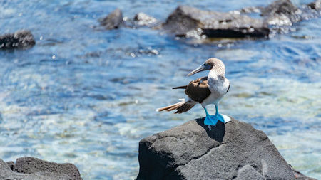 Explore the Wild in Style: 5 Unforgettable Wildlife Cruise Itineraries