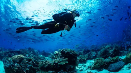 Diving Packages in Fiji: A Complete Guide to an Underwater Paradise