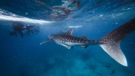 Why Whale-Shark Season Is Bringing Wildlife Travelers to Quintana Roo Right Now