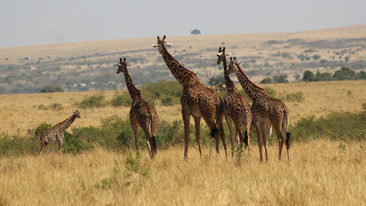 What to Expect on Your First Kenya Safari