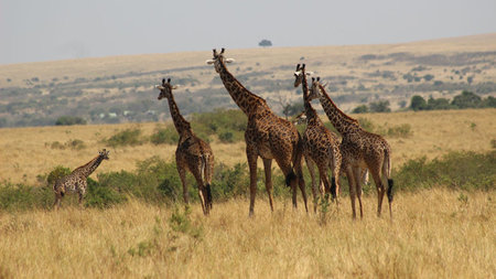 What to Expect on Your First Kenya Safari