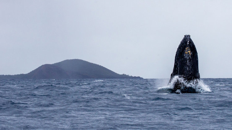 Maui Experiences That Go Beyond a Typical Beach Vacation