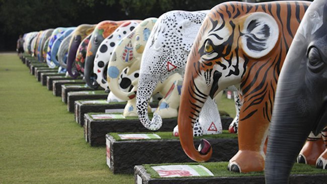 A Herd of Elephants Visit The Ritz-Carlton, Laguna Niguel