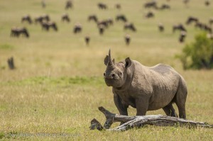 World's Most Exclusive Wine and Wildlife Safari Launched in Kenya's Masai Mara