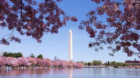 Enjoy A Cherry Blossom Getaway At Mandarin Oriental, Washington, DC