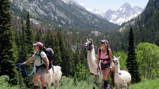 Explore Vail's Backcountry Alongside Llamas This Summer  