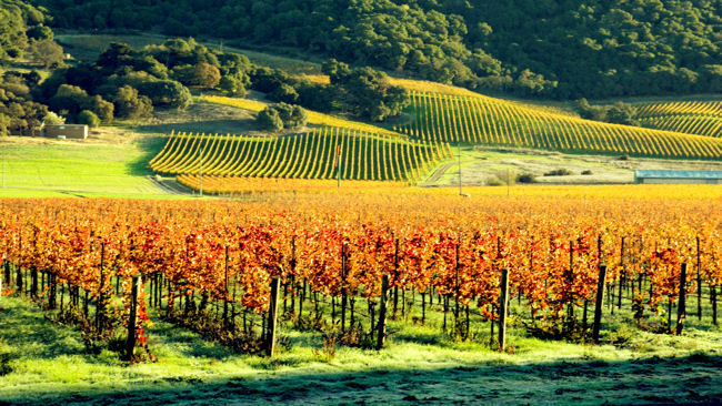 Sonoma County Celebrates California Wine Month in September