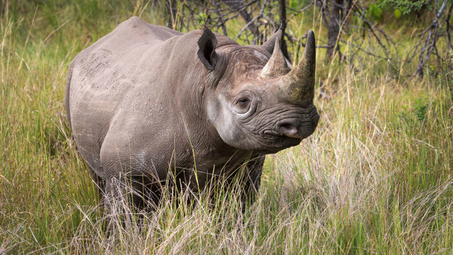 Prince Harry Joins Forces with Wilderness Safaris on Botswana Rhino Project