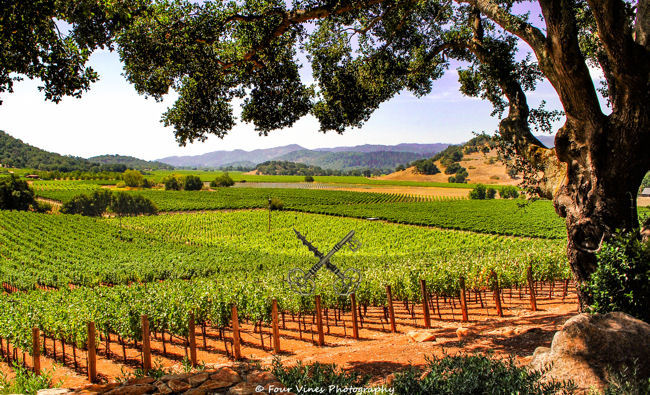 Wine Country Concierge: Exclusive Insider to Napa Valley's Finest