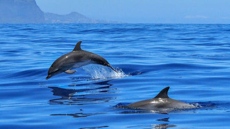 Tenerife – a place to go for a real indulgence