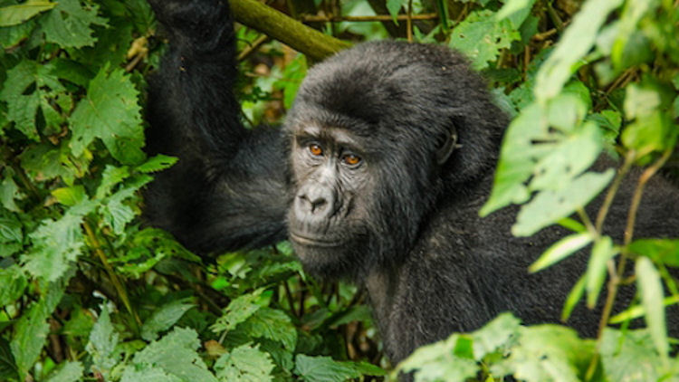 Gorilla Trekking in Uganda, Rwanda & D.R.Congo a sure way to support Ecotourism