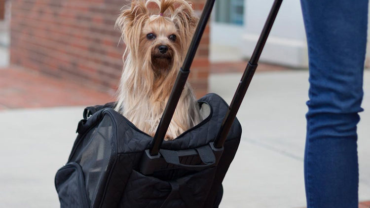 4-in-1 Snoozer Carrier Perfect for Traveling with your Pet