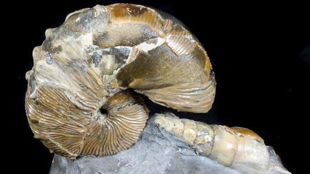 How Fossils Can Make Your Home Look Luxurious
