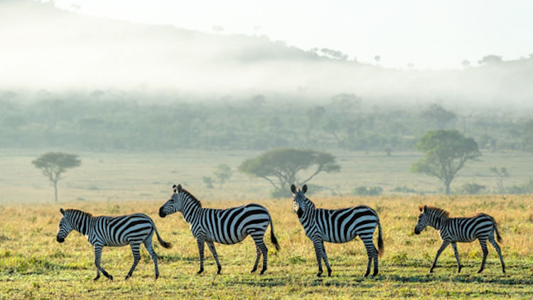 New Singita Sabora Tented Camp to Open September 2020