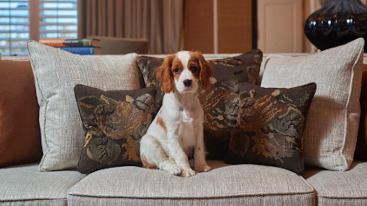 The Pawsh Life: The Cadogan Launches Canine Retreats