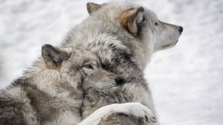 Day with the Wolves Launches this Fall at Four Seasons Resort Jackson Hole