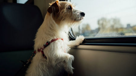 What should you know if you plan to travel with your pets?