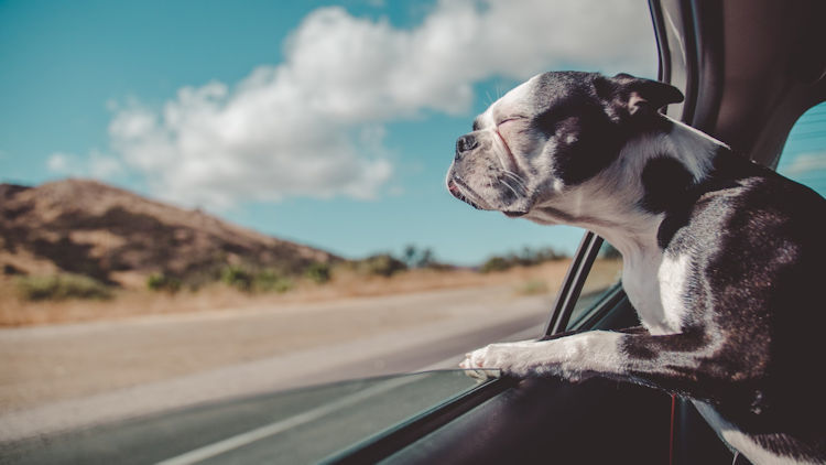 What Can I Give My Dog To Keep Them Calm While Traveling