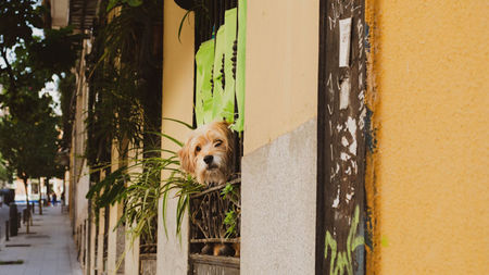 Spain is pet-friendly: the 5 best coastal areas of Spain with real estate for living with dogs