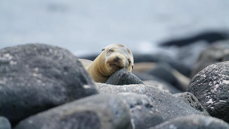 Private Galapagos Tours: A Luxurious Sojourn into Nature's Labyrinth