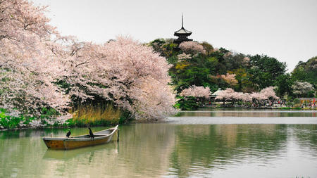 Cherry Blossom Dreams: Captivating Views of Japan in Bloom