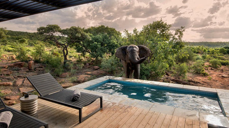 Spotting Elephants From Your Private Pool: It's possible with a luxury villa in South Africa!