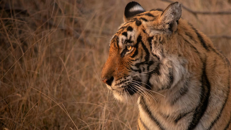 The Ultimate Luxury Safari Experience in Ranthambore: Where Opulence Meets Adventure