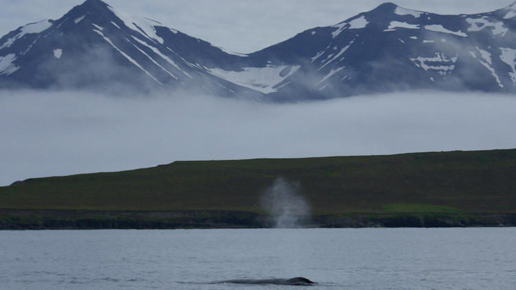 Meet the Whales of North Iceland: New Akureyri Adventures with Special Tours