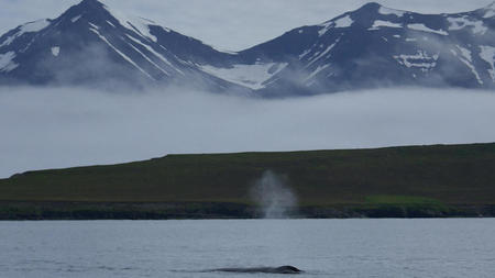 Meet the Whales of North Iceland: New Akureyri Adventures with Special Tours