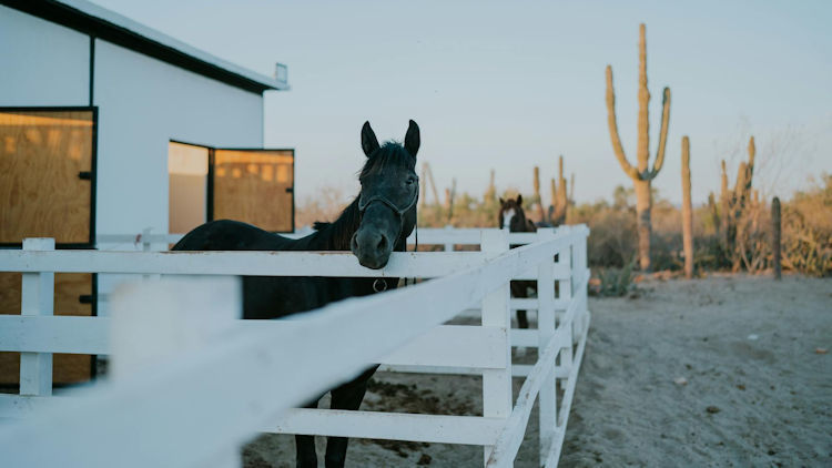 Things to Do in Phoenix AZ