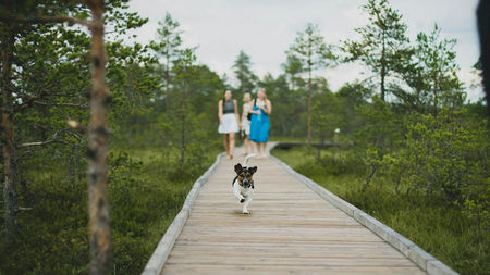 The Ultimate Guide to Traveling with Dogs: From Comfort to Style