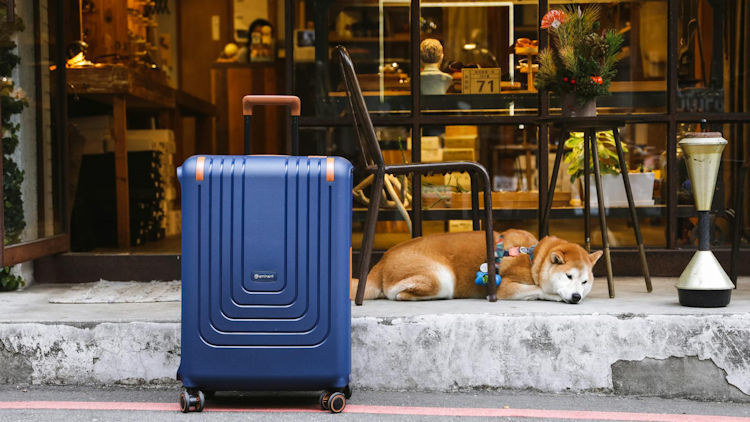 Luxurious Travel with Your Dog: How to Keep Your Pup Comfortable on the Go