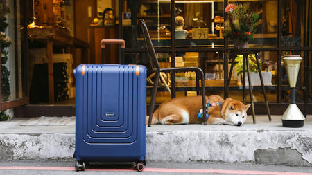 Luxurious Travel with Your Dog: How to Keep Your Pup Comfortable on the Go
