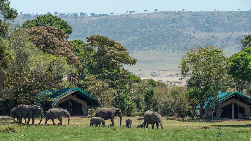 The 1972 Original: How Governors' Camp Wrote the Luxury Safari Playbook That Kenya's Entire Industry Still Follows