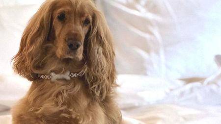 Baccarat Hotel New York Introduces the Canine Couture Diamond Experience