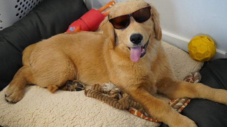How to Travel Comfortably with a Dog That Has Arthritis