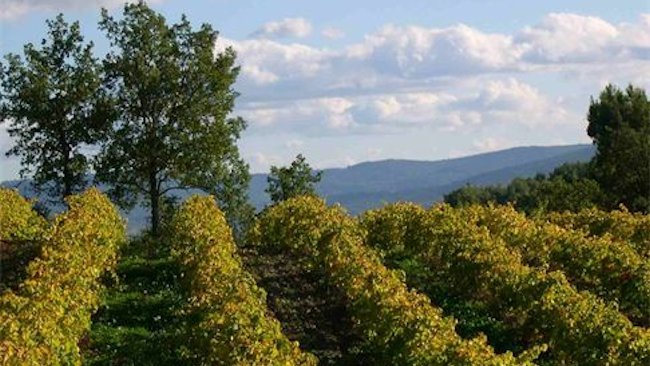 Experience Truffle-Hunting & Private Farm Tours in Provence