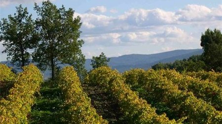 Experience Truffle-Hunting & Private Farm Tours in Provence